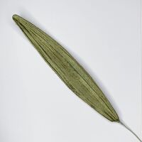 SPECIAL/Single Velvet Leaf [Colour: Green]